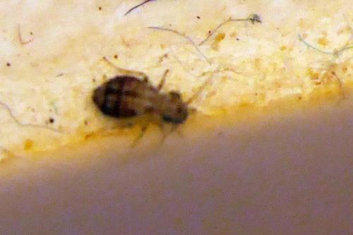 Cerobasis guestfalica